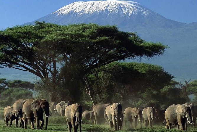 2-Day Amboseli National Park Safari- Daily Departures - Wildlife Viewing: How to Get More From Each Drive