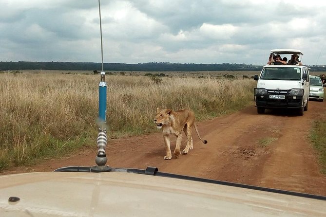 2-Day Amboseli National Park Safari- Daily Departures - Price and What $495 Really Buys You
