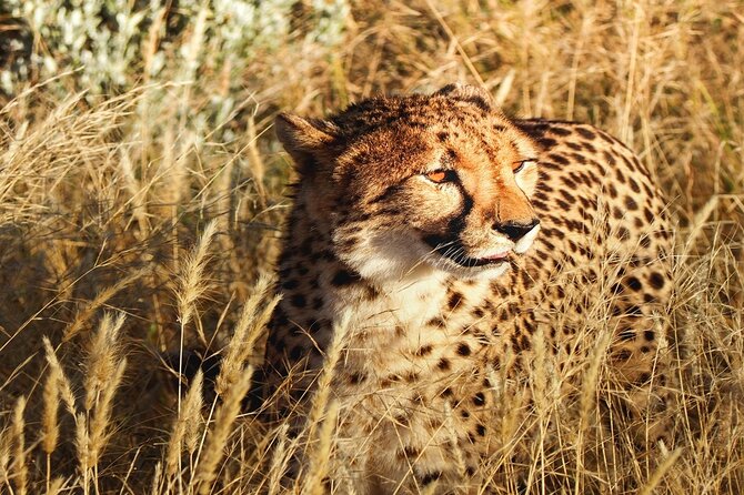 2-Day Private Tour in Masai Mara with Pick Up - Private Maasai Mara with pick up: what makes this setup work