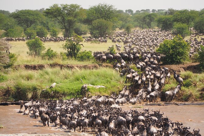 2-Day Private Tour in Masai Mara with Pick Up - Day 1 in Maasai Mara: Narok breakfast, then serious savannah time