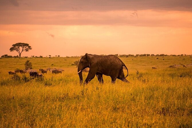 2-Day Private Tour in Masai Mara with Pick Up - Overnight in the Mara: meals included, plus space to slow down