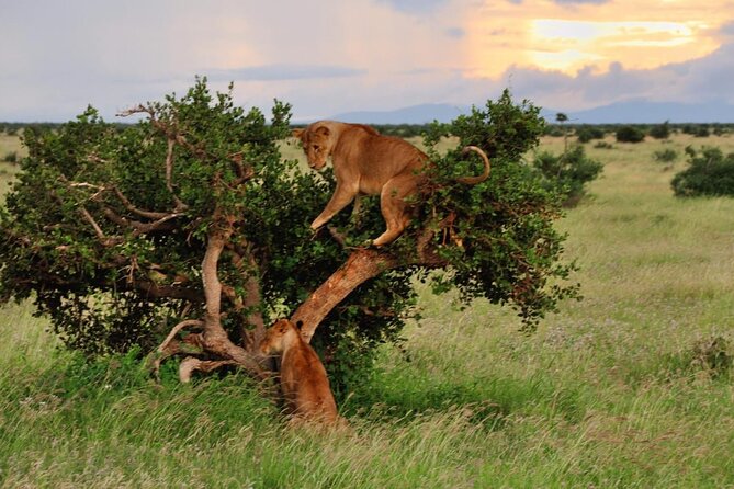 2-Day Private Tour in Masai Mara with Pick Up - Meals, bottled water, and included extras that reduce stress