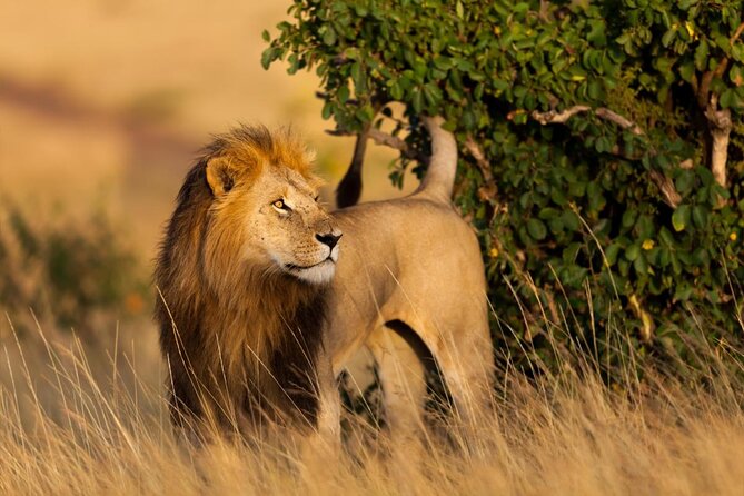 2-Day Private Tour in Masai Mara with Pick Up - Game drives and your guide: how sightings actually happen in the Mara