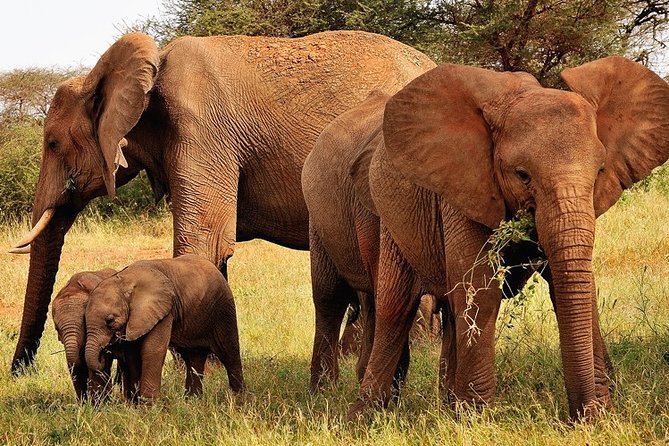 2-Day Safari in Taita Hills from Mombasa - The Return to Mombasa: Lunch, Then Back in the Evening