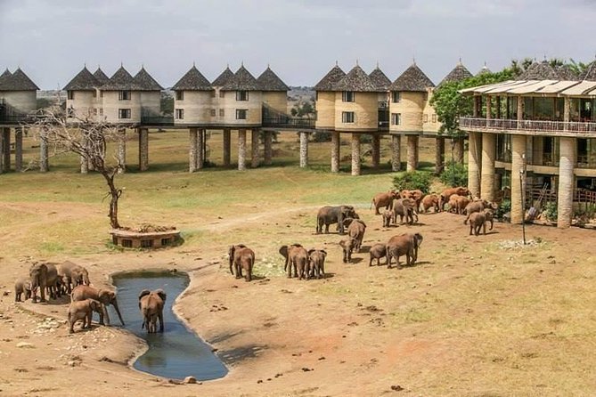 2-Day Safari in Taita Hills from Mombasa - Day 1 Morning: Game Drive at Ngutuni Sanctuary and a Waterhole Lunch