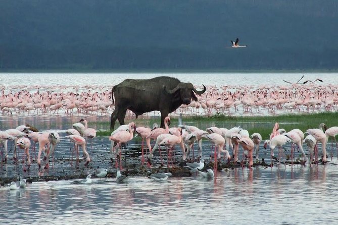 2 Day Tour Lake Nakuru, Hell' s Gate & Lake Naivasha From Nairobi - Timing, comfort, and what to pack for this Rift Valley combo