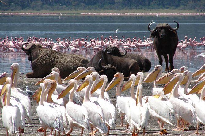 2 Day Tour Lake Nakuru, Hell' s Gate & Lake Naivasha From Nairobi - Lake Naivasha boat ride at 2pm: birds, hippos, and the slower side of safari