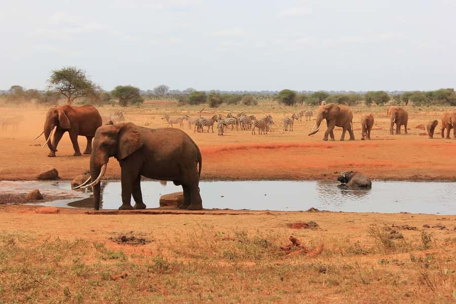 2-Day Tsavo East National Park Safari (with options) - Day 2: early breakfast, a final morning drive, then back to the coast