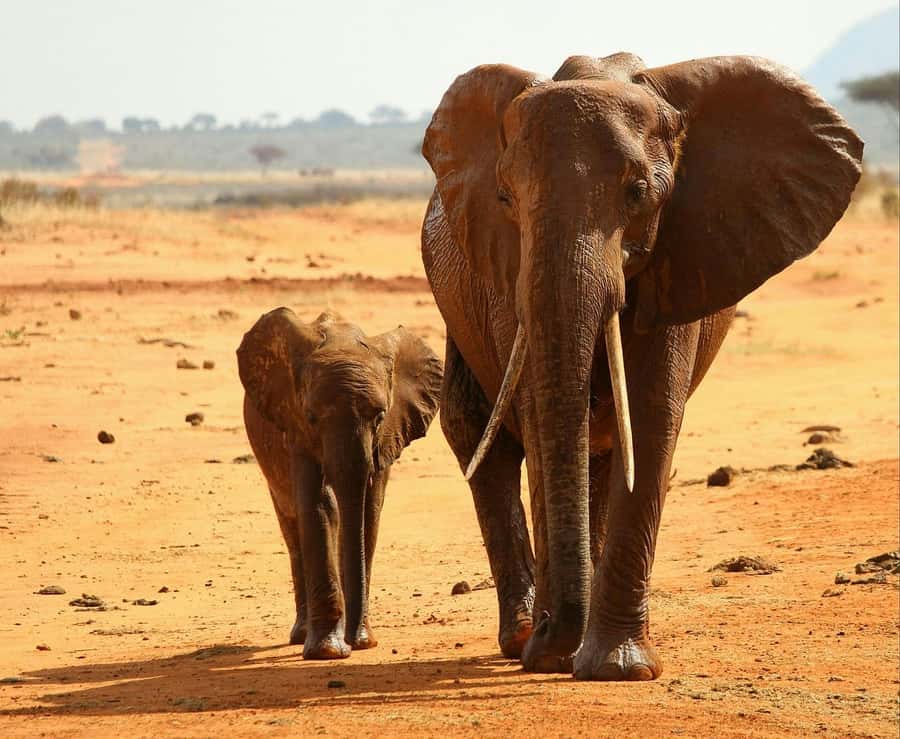 2-Day Tsavo East National Park Safari (with options) - Big Five chances, plus the extras that make it feel like a real safari