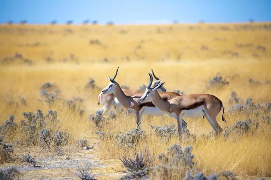 2-Day Tsavo East National Park Safari (with options) - Price and logistics: what $360 really means for value