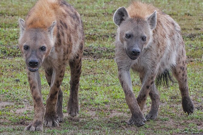 2-Day Tsavo East Private Tour - Tsavo East From Diani: The Smart Way to Fit Safari Into 2 Days
