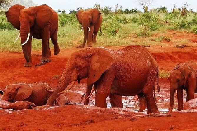2-Day Tsavo East Private Tour - Day 1 Safari Focus: Late-Afternoon Drives That Catch the Easier Sightings