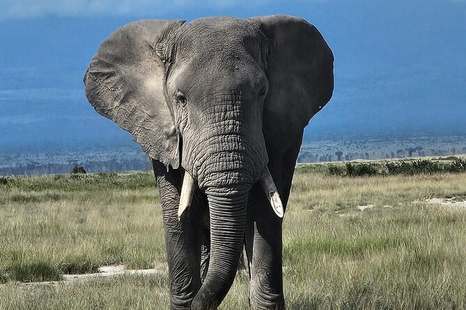 2 Days 1 Night Amboseli National Park Private Safari. - Why Amboseli feels special, elephants to Kilimanjaro views
