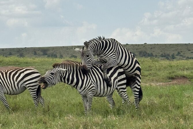 2 Days 1 Night Amboseli National Park Private Safari. - Day 1: Nairobi departure, midday lodge check-in, then the evening drive