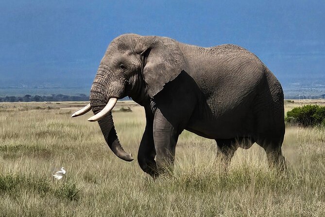 2 Days 1 Night Amboseli National Park Private Safari. - Lodging and full-board meals: what “4-star” should feel like