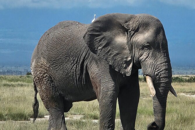 2 Days 1 Night Amboseli National Park Private Safari. - Wildlife checklist: what you can realistically hope to see