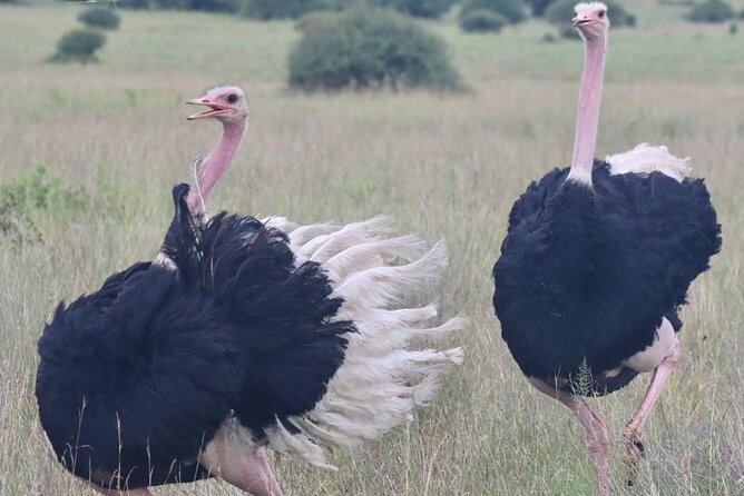2 Days 1 Night Amboseli National Park Private Safari. - The safari vehicle with a pop-up roof, and how to get better sightings