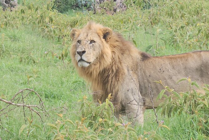 2 Days 1 Night Amboseli National Park Private Safari. - Pickup, time on the road, and staying sane during the two days