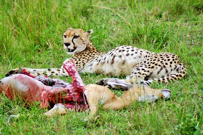 2 Days 1 Night Amboseli National Park Safari from Nairobi - Why Amboseli Works So Well in Just 2 Days