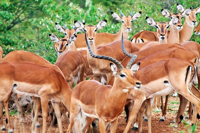 2 Days 1 Night Amboseli National Park Safari from Nairobi - What’s Included in the $510 Price, and What It Means for Value