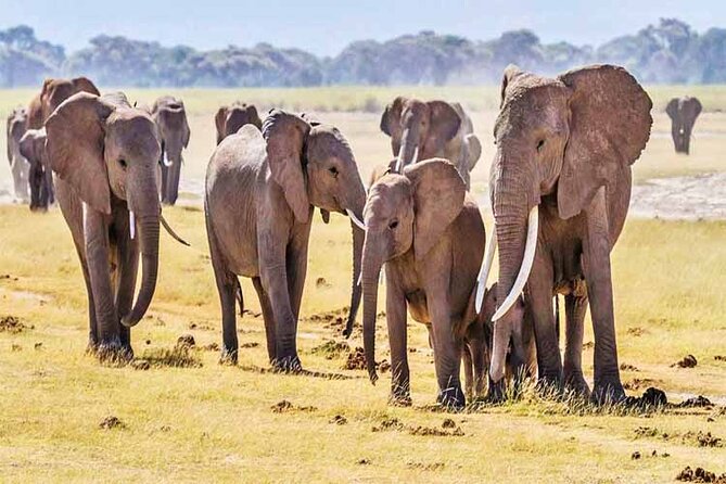 2 Days 1 Night Amboseli National Park Safari from Nairobi - The Nairobi Start: Emali Stretch Break and Getting Set Up