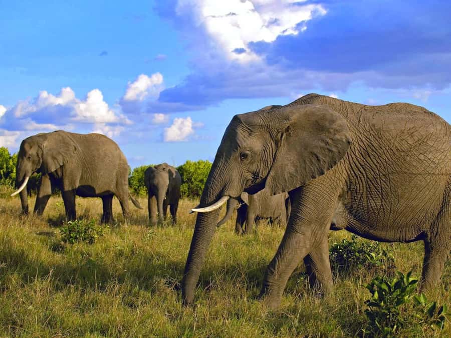 2 Days 1 Night Amboseli Safari - Why Amboseli makes sense for a 2-day safari