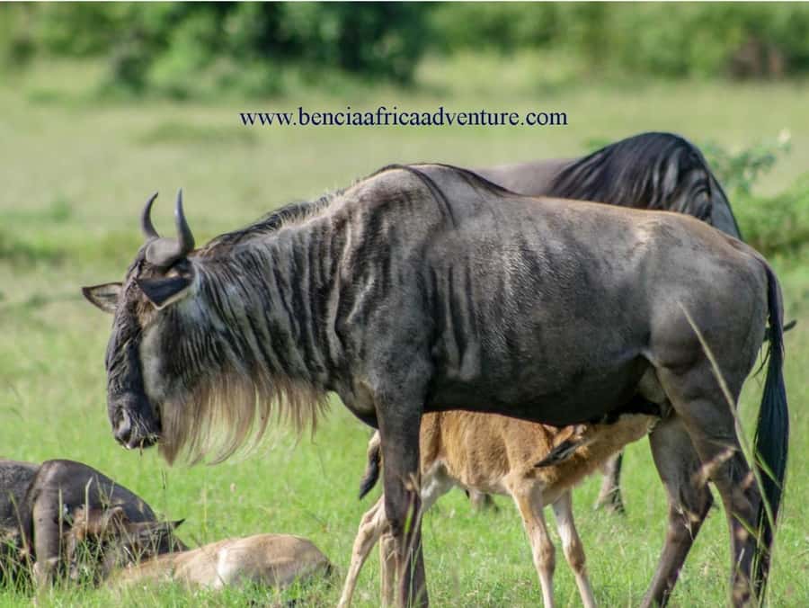 2 Days 1 Night Amboseli Safari - Sunset energy, dinner, and choosing between Sopa, Serena, or Sentrim