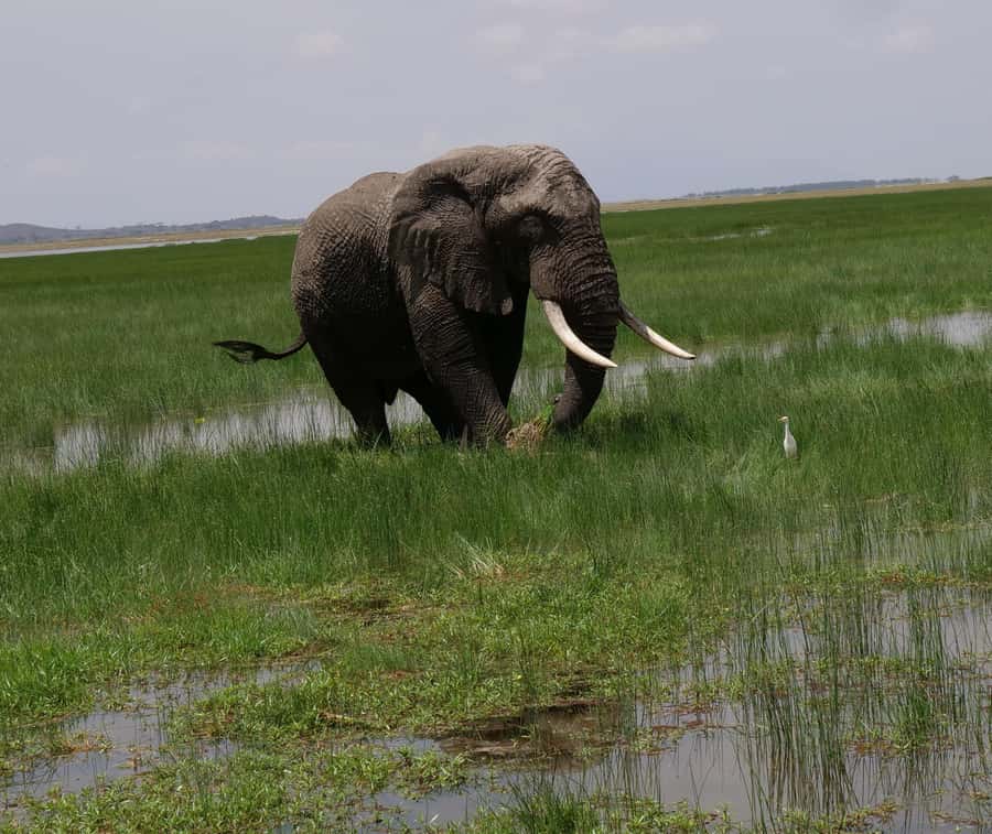 2 Days 1 Night Amboseli Safari - Day 2 early morning drive: when animals are easiest to find