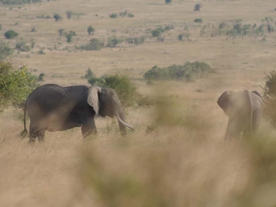 2 Days 1 Night Amboseli Safari - Wildlife expectations: what Amboseli delivers most reliably