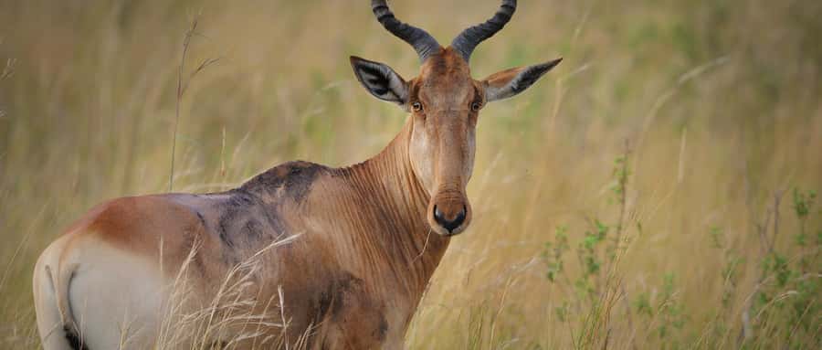 2 Days 1 Night Amboseli Safari - Price and value: is $548 fair for what’s included?