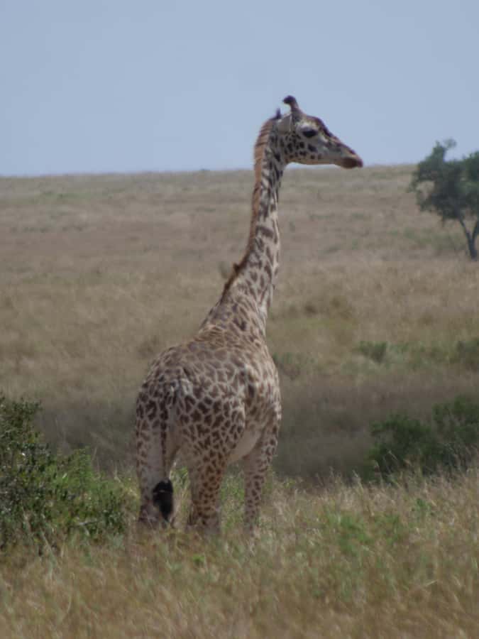 2 Days 1 Night Amboseli Safari - Who this safari is best for
