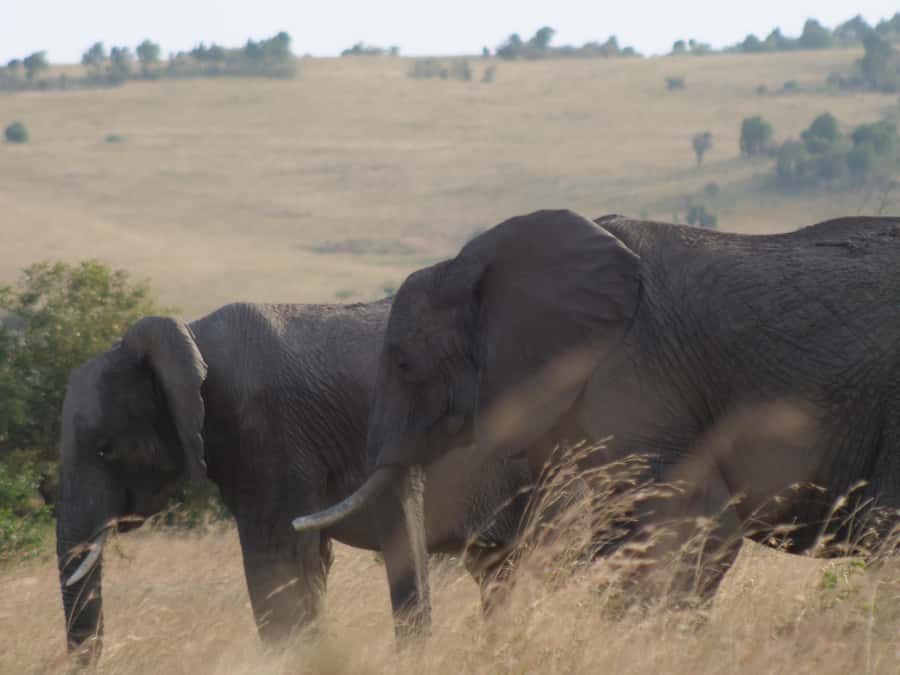 2 Days 1 Night Amboseli Safari - Nairobi pickup and the van ride you actually feel