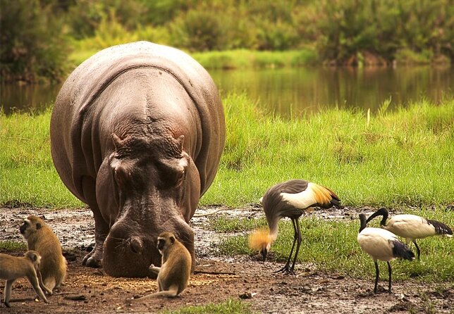 (2 Days, 1 Night) Day & Night Game Drive Tsavo East National Park - Key Highlights You’ll Care About