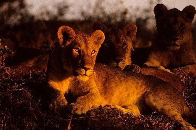(2 Days, 1 Night) Day & Night Game Drive Tsavo East National Park - Why Tsavo East at Night Feels Like a Different Safari