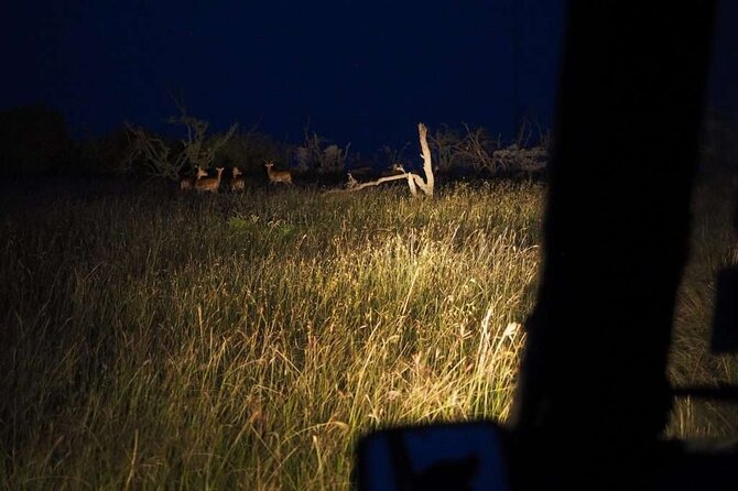 (2 Days, 1 Night) Day & Night Game Drive Tsavo East National Park - What to Pack and How to Enjoy the Night Drive More