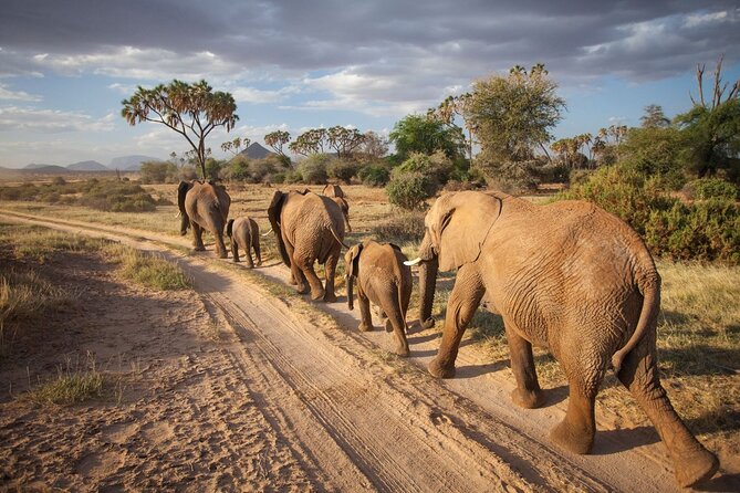 (2 Days, 1 Night) Day & Night Game Drive Tsavo East National Park - Day 1: Early Pickup, Morning Drive, and the 2-Hour Night Session