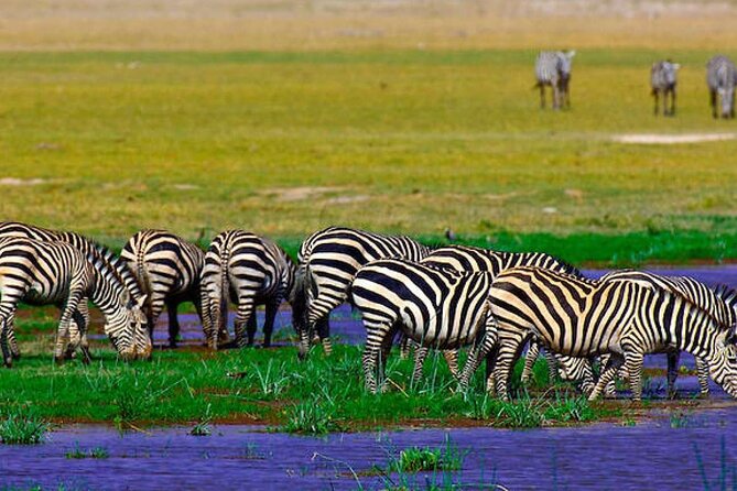 2 Days 1 Night Private Tour to Amboseli National park 4<em>4 Vehicle – Quick Hits: What Makes This Amboseli Overnight Work’ /></p>
<ul>
<li><strong>4×4 safari transport</strong> for bumpy roads and better access for game viewing</li>
<li><strong>7:00 am Nairobi pickup</strong> for maximizing daylight and Kilimanjaro light</li>
<li><strong>Two game drives</strong> (afternoon plus early morning) for elephants and predator chances</li>
<li><strong>Elephants first, predators as a bonus</strong>, with the park known for big herds</li>
<li><strong>Included meals and water</strong>, so you can focus on animals not logistics</li>
<li>Optional <strong>Masai Village visit</strong> at an extra cost if you want cultural time</li>
</ul>
<h2>Amboseli and Kilimanjaro: The Reason People Do This Overnight</h2>
<p>4 Vehicle – Amboseli and Kilimanjaro: The Reason People Do This Overnight’ /><br />
If you only have a short window from Nairobi, Amboseli is a strong choice. The park is famous for massive elephant herds, often close enough to feel the scale, and the view back toward <strong>Kilimanjaro</strong> is a big part of the magic. In dry season conditions, wildlife tends to bunch up more, so sightings can feel more frequent, especially around water sources and open plains.</p>
<p><p>The best part is that Amboseli is not just one flat view. You can experience several habitats during a short safari: the dried lake bed areas, wetlands with sulfur springs, savannah, and woodland pockets. That mix matters because it changes where animals spend time, and it gives you variety in what you see and where you can photograph from.</p>
</p>
<div class="twil" style="margin: 20px 0; padding: 15px 0;"><p>More Amboseli safaris:</p><ul style="margin: 10px 0; padding-left: 0; list-style: none;"><li style="margin: 0 0 12px 0; padding: 0 0 12px 0; border-bottom: 1px solid #eee; line-height: 1.4;"><a href="https://lovingkenya.com/nairobi-day-tour-to-amboseli-national-park-maasai-village/">Nairobi: Day Tour to Amboseli National Park & Maasai Village</a><br><span style="font-size: 0.82em; color: #555;"><span style="color: #C4500D;">★</span> 4.5 · 310 reviews</span></li><li style="margin: 0 0 12px 0; padding: 0 0 12px 0; border-bottom: 1px solid #eee; line-height: 1.4;"><a href="https://lovingkenya.com/day-tour-to-amboseli-national-park/">Day Tour to Amboseli National Park</a><br><span style="font-size: 0.82em; color: #555;"><span style="color: #C4500D;">★</span> 5.0 · 222 reviews</span></li><li style="margin: 0; padding: 0; border-bottom: none; line-height: 1.4;"><a href="https://lovingkenya.com/amboseli-day-tour-from-nairobi/">Amboseli Day Tour from Nairobi</a><br><span style="font-size: 0.82em; color: #555;"><span style="color: #C4500D;">★</span> 5.0 · 84 reviews</span></li></ul></div><h2>Getting Started in Nairobi at 7:00 am: Smooth Timing Sets the Tone</h2>
<p><img width="669" height="446" decoding="async" src=