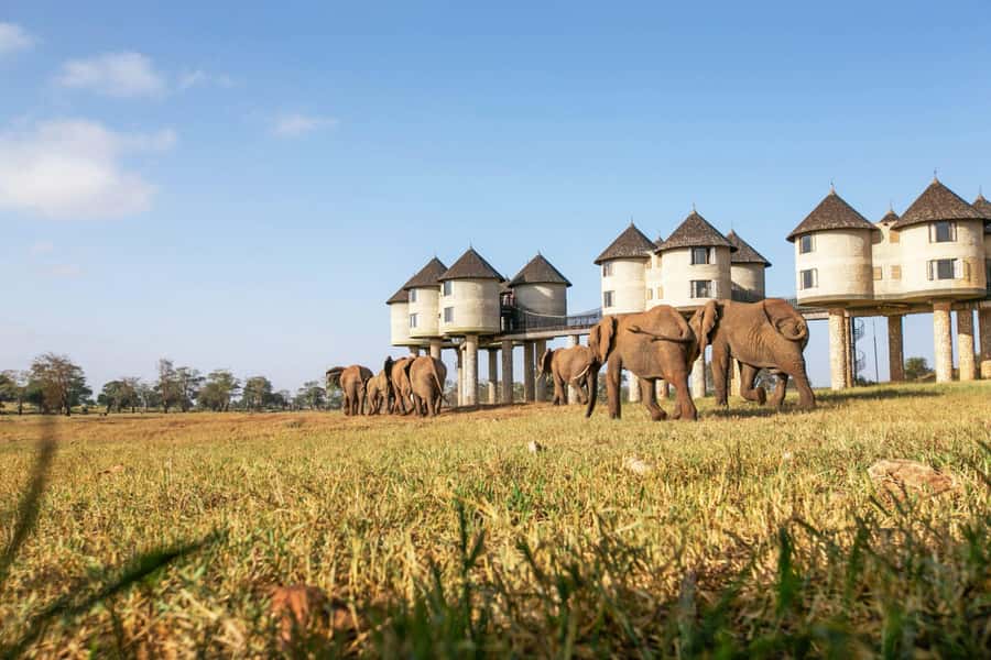 2 days 1 night saltlick safari from Diani/Mombasa - Guides and driving style: what can make or break game drives