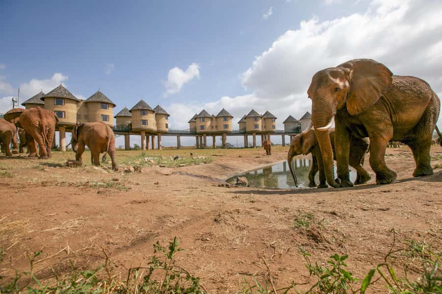 2 days 1 night saltlick safari from Diani/Mombasa - Day 1 sunset game drive: when the light helps and the animals start moving