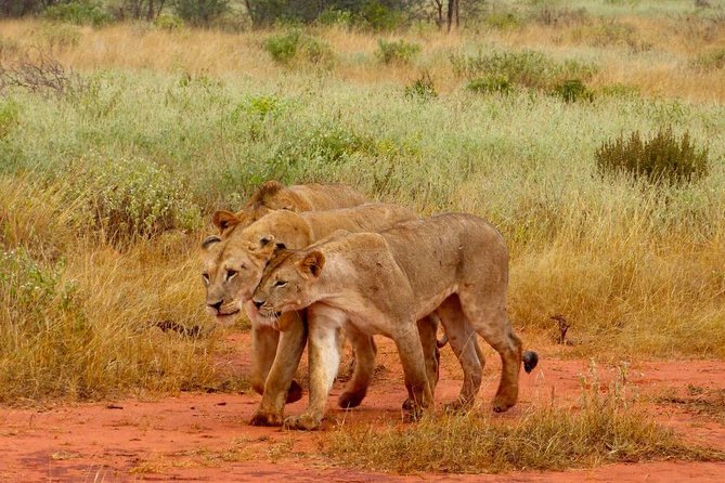 2 Days (1 night); Tsavo East & Saltlick Safari: - Tsavo East and Salt Lick: what this 2-day safari really gives you