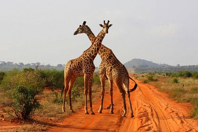 2 Days (1 night); Tsavo East & Saltlick Safari: - Zomeni Lion Hill Lodge lunch: resetting during the biggest park time