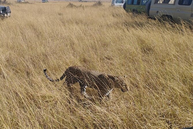 2 Days Adventurous Safari in Amboseli (Mid Range Tour) - Day 2 long game drives, birds, elephants at the swamp, and the observation hill angle