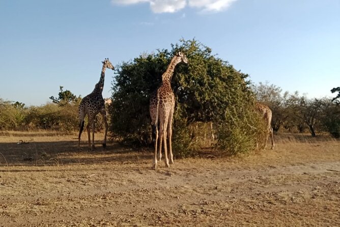 2 Days Adventurous Safari in Amboseli (Mid Range Tour) - Nairobi pickup, drive time, and how to plan your day one