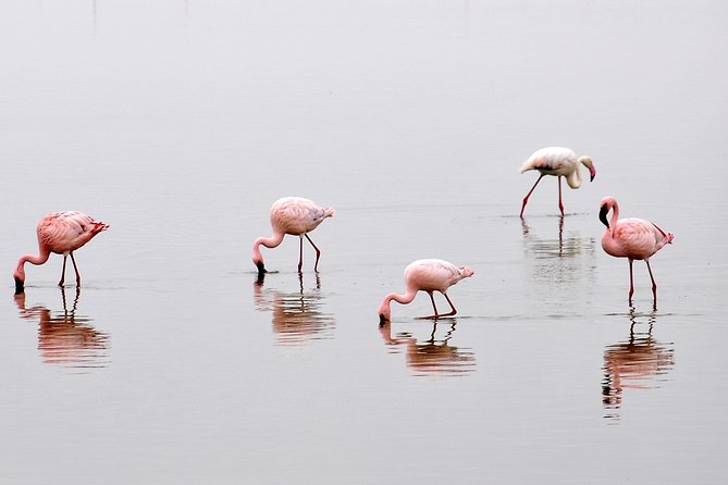 2 Days Amboseli Getaway Trip - Key things I’d plan around