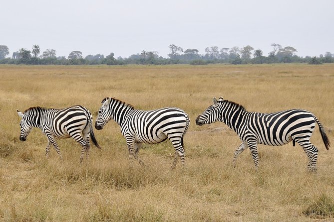 2 Days Amboseli Getaway Trip - Why Amboseli and Kilimanjaro views matter in just two days