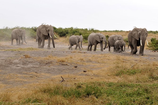 2 Days Amboseli Getaway Trip - Day 2: Morning drive, swamps, and that bird-eye viewpoint stop