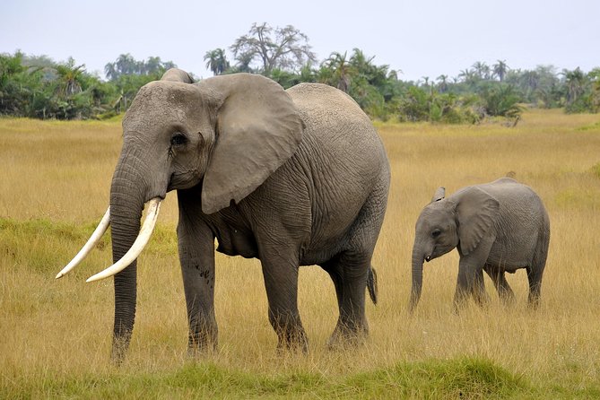 2 Days Amboseli Getaway Trip - The animals and the Kilimanjaro factor, including Tim’s legend