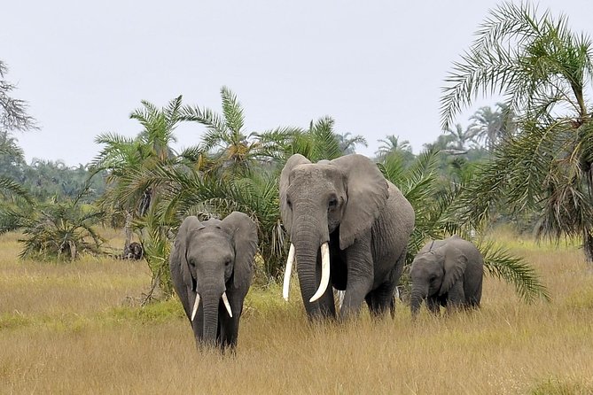 2 Days Amboseli Getaway Trip - Guides, animal-spotting skills, and why this group setup can help