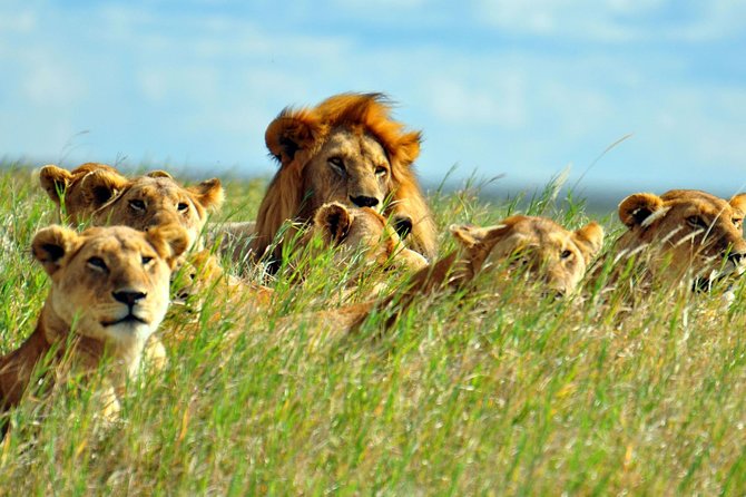 2 days Amboseli National Park Safari - Nairobi to Amboseli, minus the day-trip chaos