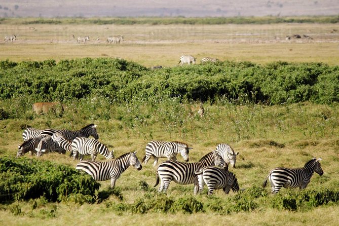 2 days Amboseli National Park Safari - AA Lodge at night: comfort, real breaks, and what to watch for from your room